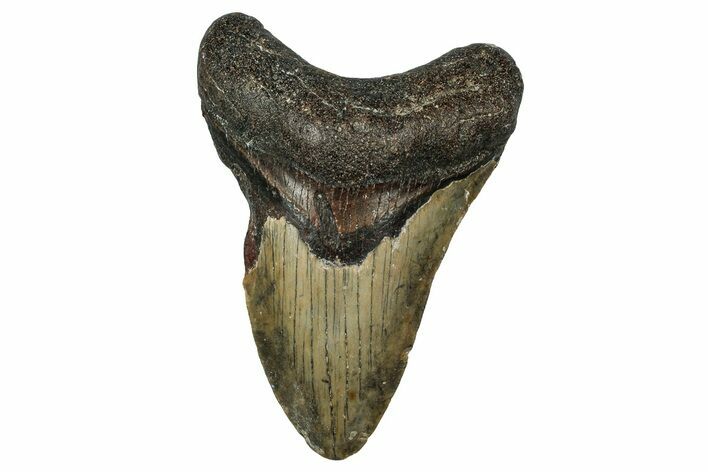 Fossil Megalodon Tooth - North Carolina #351173